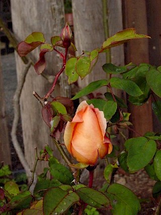 Rosa 