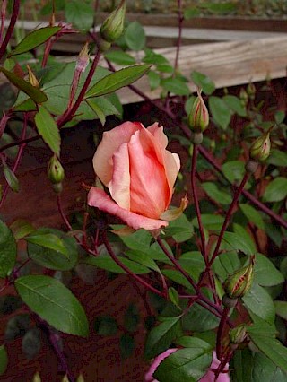 Rosa mutabilis gallery image