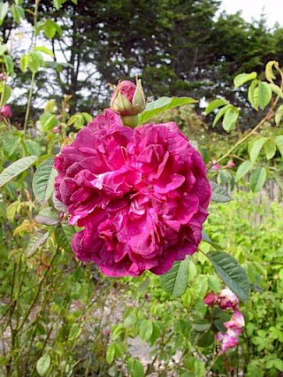 Rosa 