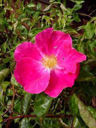 Rosa 