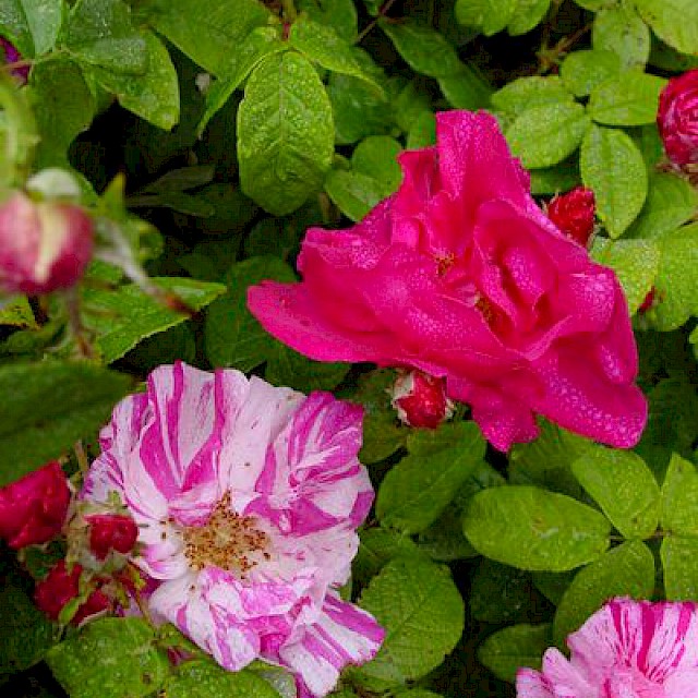 Rosa 