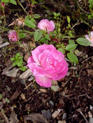 Rosa 