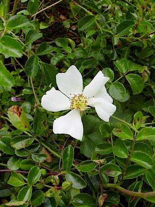 Rosa wichuraiana gallery image