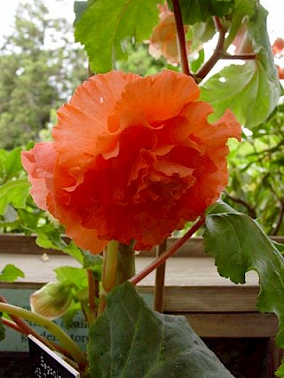 Begonia AB29 gallery image