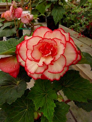 Begonia AB79 gallery image