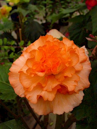 Begonia 