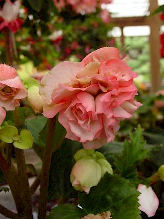 Begonia 