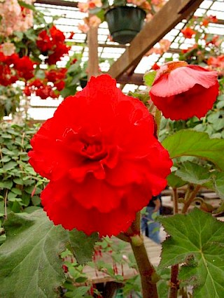 Begonia 