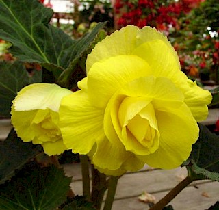 Begonia 