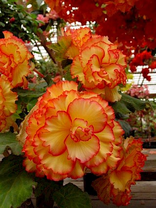 Begonia 