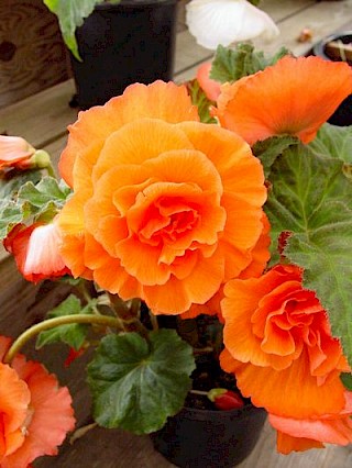 Begonia 