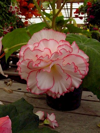 Begonia 