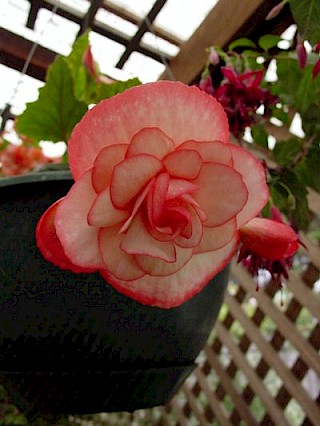 Begonia 