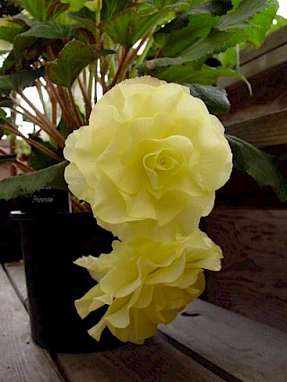 Begonia 