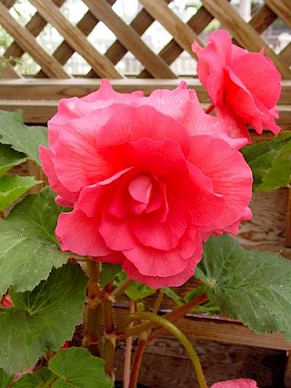 Begonia 