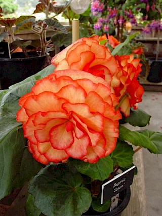 Begonia 