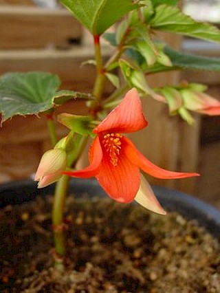 Begonia bolivensis gallery image