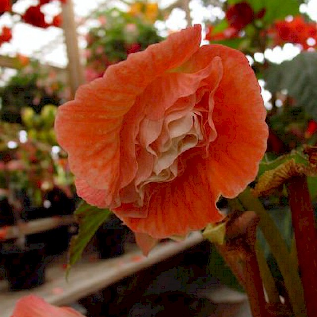 Begonia 