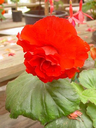 Begonia 