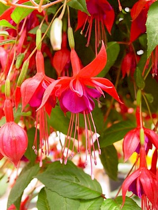 Fuchsia 