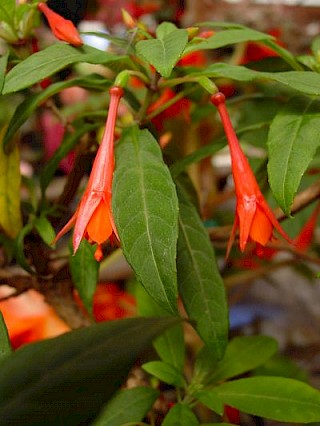 Fuchsia loxensis gallery image