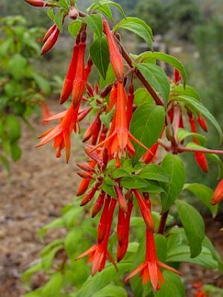 Fuchsia sanctae-rosae gallery image
