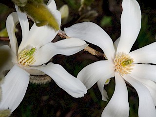 Magnolia sp. gallery image