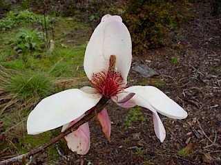 Magnolia dawsoniana gallery image