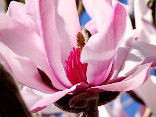 Magnolia dawsoniana gallery image