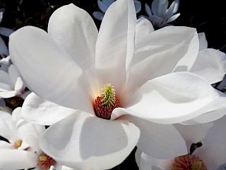 Magnolia sp. gallery image