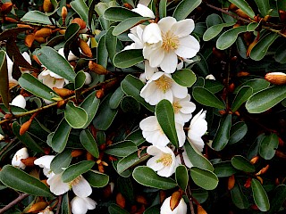 Magnolia dianica 