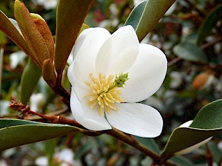 Magnolia dianica 
