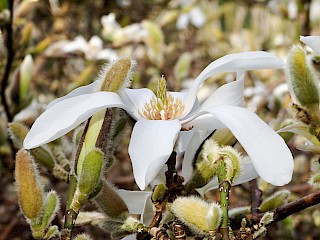 Magnolia sp. gallery image