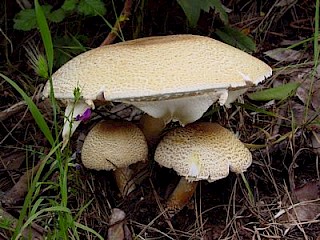 Agaricus agustus, the Prince gallery image