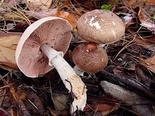 Agaricus subrutilescens, wine-colored agaricus gallery image