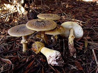 Amanita franchetii, yellow-veiled amanita gallery image