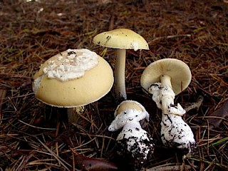 Amanita gemmata, gemmed amanita gallery image