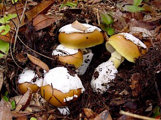 Amanita lanei, coccora gallery image