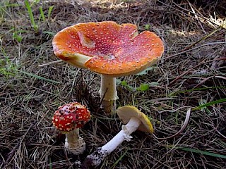 Amanita muscaria, fly agaric gallery image