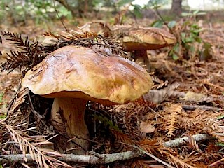 Boletus edulis, the King bolete or porcini gallery image