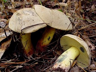 Boletus rubripes, red-stemmed bitter bolete gallery image