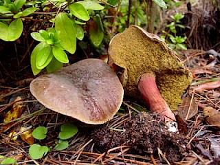 Boletus zelleri, Zeller