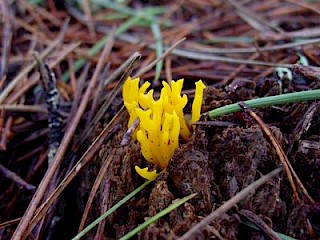 Calocera viscosa, yellow staghorn fungus gallery image