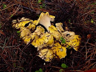 Cantharellus cibarius, chanterelle gallery image