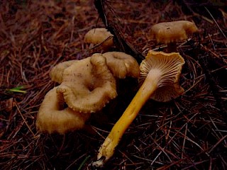 Cantharellus tubaeformis, winter chanterelle or yellow-foot gallery image