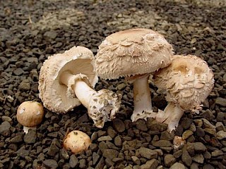 Chlorophyllum brunneum, shaggy parasol gallery image