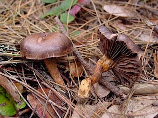 Chroogomphus vinicolor, pine spike gallery image