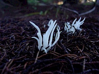 Clavaria vermicularis, fairy fingers gallery image