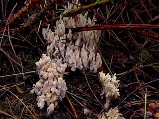 Clavulina cristata, crested coral gallery image