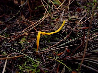 Clavulinopsis laeticolor gallery image